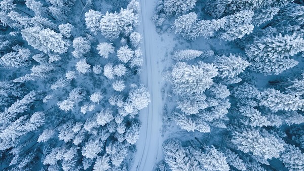 wintry snow covered trees seen from above