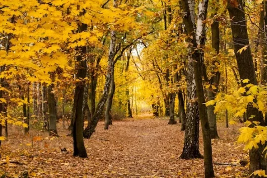 An autumnal woodland with yellow leaves on trees and fallen leaves on the ground