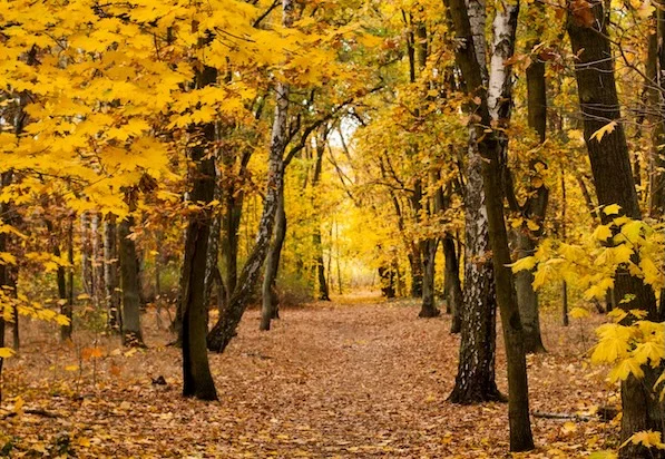 An autumnal woodland with yellow leaves on trees and fallen leaves on the ground